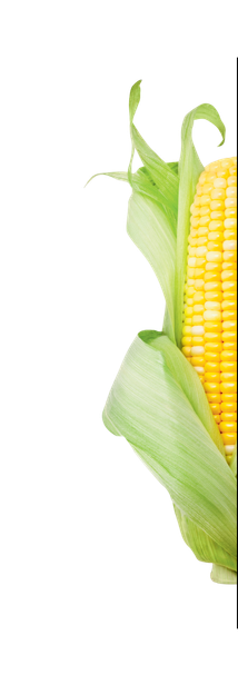 PP