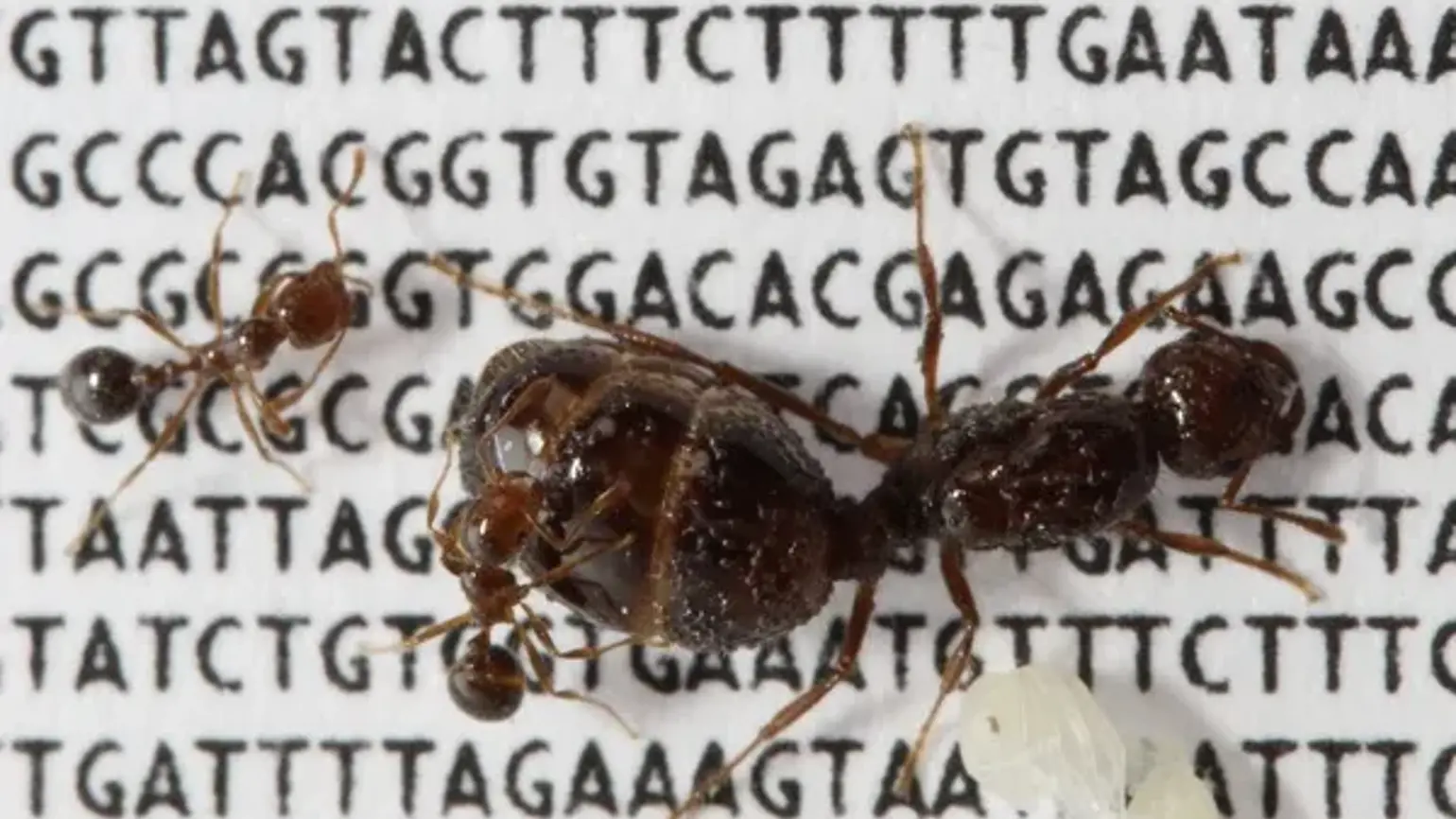 Red fire ant Solenopsis invicta (queen, two adult workers, one worker pupa)