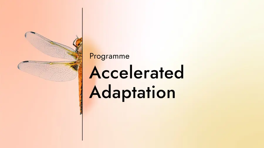 Card with the text "Programme: Accelerated Adaption" with a graphic of half a dragonfly on a gradient background