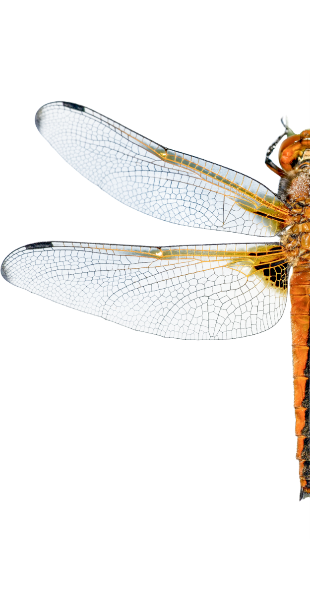 Graphic of half a dragonfly