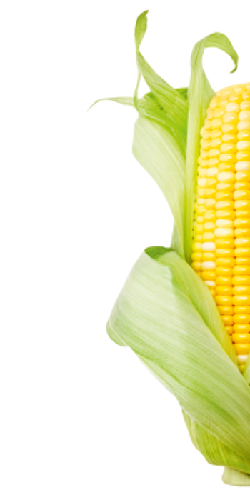 A cut-out photo of a piece of corn.