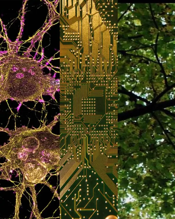 Composite image showing five vertical panels: underwater coral reef, neural network visualisation, golden circuit board pattern, forest canopy view, and colourful abstract digital art.