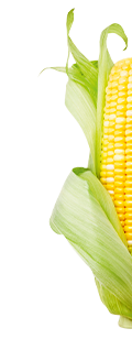 Graphic of half an ear of corn