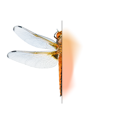 Graphic of half a dragonfly with an orange and yellow gradient making up the other half